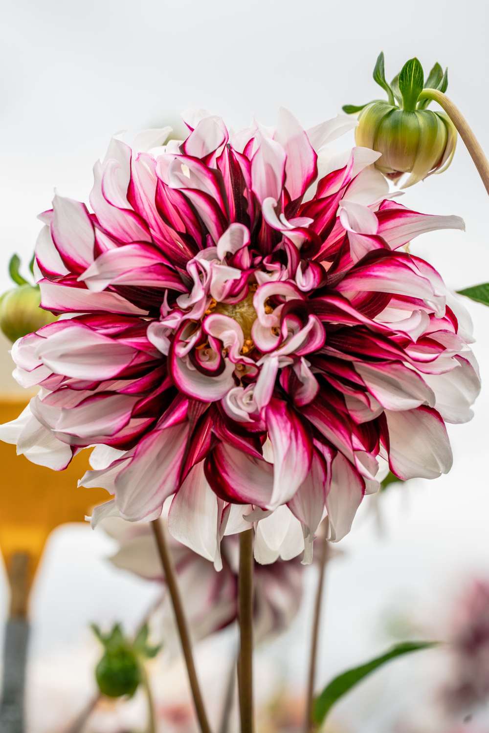 Dahlia 'Tartan'